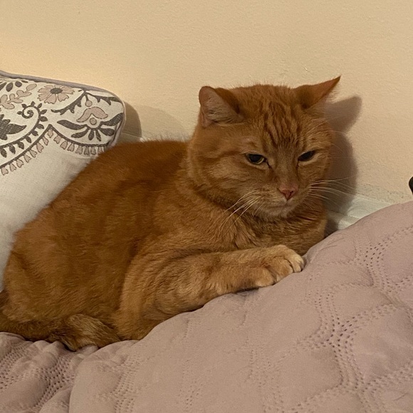 Pet Friendly Home πΆπ± - Picture 6 of 16